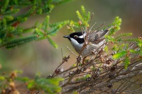 Kystracek tasmansky - Melithreptus validirostris - Strong-billed Honeyeater o3391